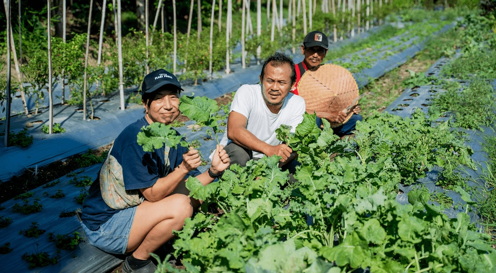 Permaculture garden of Ashtari and Terra located in Lombok. It shows rows of cultivated vegetables with our permaculure expert and our Japanese chef Mamiko